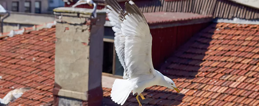 Residential Chimney Animal Removal Solution in Eagan, MN