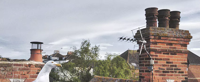 Chimney Cleaning And Restoration in Eagan, Minnesota